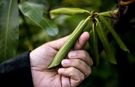 研究学者从杜鹃花丛得到机器人材料的新灵感